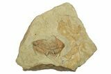 Two, Orange Foulonia Trilobites - Fezouata Formation #270142-1
